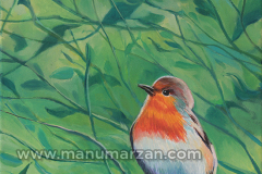 020_Petirrojo_2