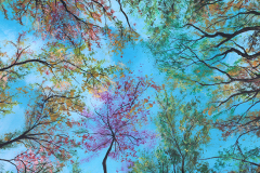 057_arboles_y_cielo_II